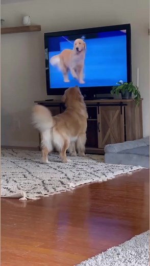 He really caught feelings 🥺 and tried to sniff her butt through the TV 😂 #goldenretrievers #dogs #retrievers #cute | Golden Girl Xena