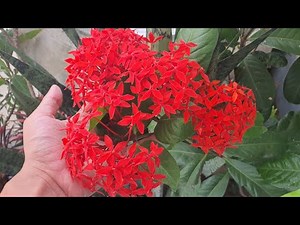 🌺 The Most Satisfying Flower Bloom You’ll See Today!