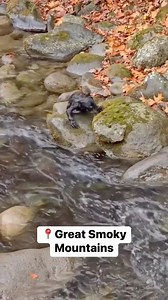 644K views · 10K reactions | A little black bear cub navigates the creek in Gatlinburg. Spring is coming 殺#gatlinburg #smokies #Tennessee #fyp #bears #blackbears #bearcubs  Micah A | Smoky Mountain Faith, Food & Fun | Facebook