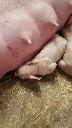 Maria Nuñez on TikTok