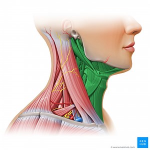 Omoclavicular (subclavian) triangle