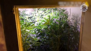 23K views · 154 reactions | Police found more than 100 cannabis...