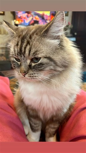 Thank you Jesus of Nazareth for my beautiful RAGDOLL kitty “JAVA” 🎼🎶🎵🎶🎵🎶🎵🎶🎵🎶🎵🎶🎵🎤🎹🎸❤️‍🔥❤️‍🔥❤️‍🔥❤️‍🔥❤️‍🔥❤️‍🔥❤️‍🔥❤️‍🔥❤️‍🔥❤️‍🔥❤️‍🔥❤️‍🔥 #jesus #cynthiarotenberger #jesuslovesyou #jesuschrist | Cynthia Rotenberger