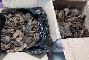 Maqis rampas sarang burung walit yang dipos dari Filipina