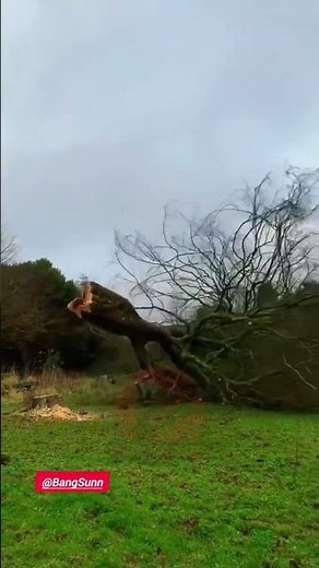 Cutting Down an Old Dead Tree Without Leaves