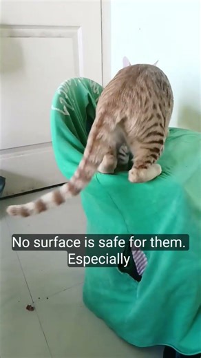 #cat #catfunny #catshorts #catvideos #kitten #shorts