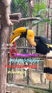 สวนสัตว์เชียงใหม่ Chiang Mai Zoo on Reels