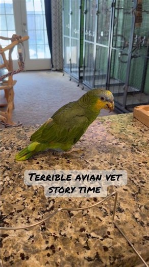 Not all avian vets are created equal #amazonparrot #parrots #cuteparrot