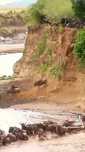 Hyena Catch a big Fish | My Monkey Jonny