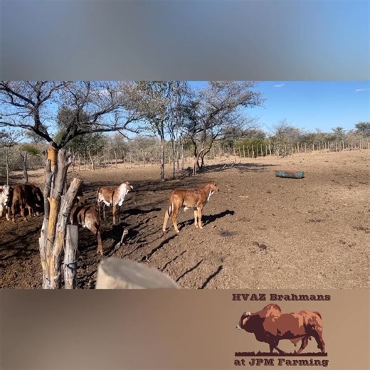 10K views · 348 reactions | 2 & half minutes of Red Brahman calves 朗❤️懶 #Brahman #RedBrahman #RooiBrahman #BrahmanRojo #Livestock #Farming #Botswana  | JPM Farming | Facebook