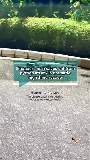 7.8K views · 11 shares | A Singapore man intervened after discovering a community cat being constricted by a python late at night. Acting on instinct, he managed to free the cat, which escaped unharmed, while the python slithered away into the dark. His actions have since sparked debate online — between compassion and letting nature take its course. #Singapore #Wildlife #Python #AnimalRescue #CommunityCats | Heidoh | Facebook
