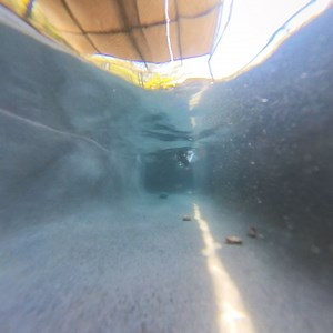 3.6K views · 1.2K reactions | Minnow, our showman fishing cat, diving for his tour treats! This species is incredibly adapted for hunting and living in wetland habitats. They can be found in mangrove forests, swamps, marshes, and scrublands to name a few. Fishing cats face many threats in the wild as their native habitats are disappearing at an alarming rate. They are endangered with only an estimated 3,000 remaining. | Panther Ridge Conservation Center | Facebook