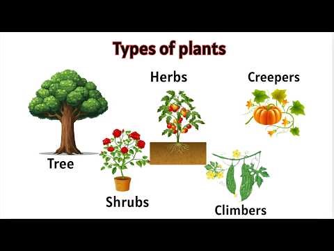 Learn Types of Plants 🌿 | Plant Classification for Kids