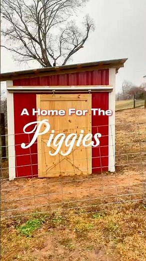 A Shelter for The KuneKune Piglets #pigshelter #pigcare #kunekunepigs