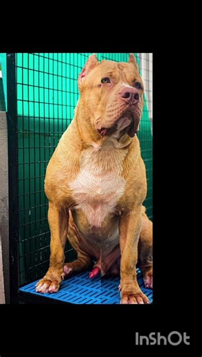 #pitbull vs #alabai #americanbully #dogblover #mostdanger #pets #dogbreed #facts #animals #dogbreed