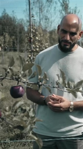 Raed se rend à Thurso, un petit village de l'Outaouais. Il y rencontre Fater, un scientifique devenu pomiculteur. Il rêvait de vivre sur une grande terre entourée d'arbres fruitiers, comme celle de son enfance dans la campagne syrienne. 📺 IMMIGRANTS DE SOUCHE - SAISON 3 | Vendredi 19h30 sur TV5 💻La saison est disponible en intégralité sur TV5UNIS | Zone3