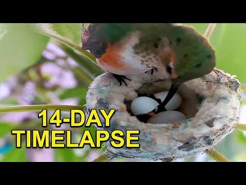 Hummingbird Baby's First Two Weeks in the Nest TIMELAPSE