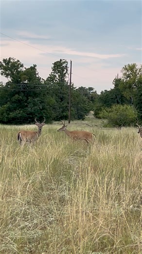 A bachelor group of bucks is a cool sight to welcome you to the Fort Worth Nature Center & Refuge on a summer morning. These temporary alliances provide safety in numbers before rivalry takes over in the fall rut. #FortWorthNatureCenter #WhiteTailedDeer #BachelorBucks #UrbanWilderness #TexasWildlife #FWNCR #GoodNaturedFortWorth #FortWorthParks | Fort Worth Nature Center & Refuge