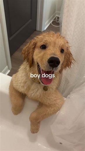 Golden Retriever Puppy Keeps Boy Company — Cute Puppy Moments