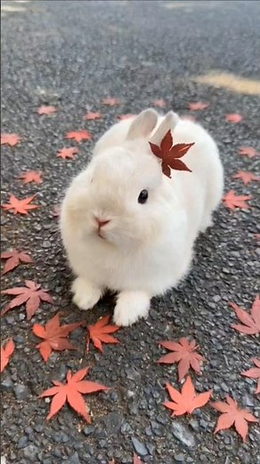 3-7 Unique Facts About Dwarf Rabbits!