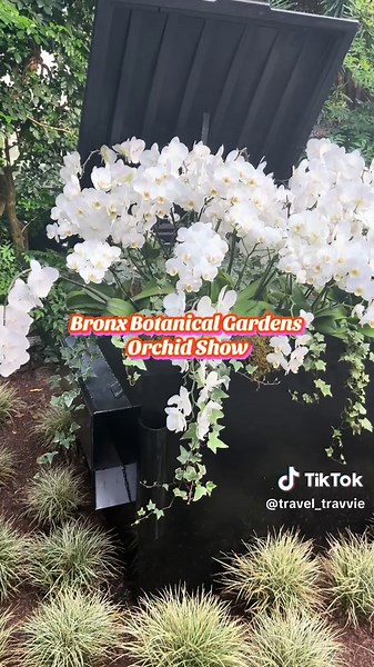Bronx Botanical Gardens Orchid Show: Mr. Flowers 💐 NYC