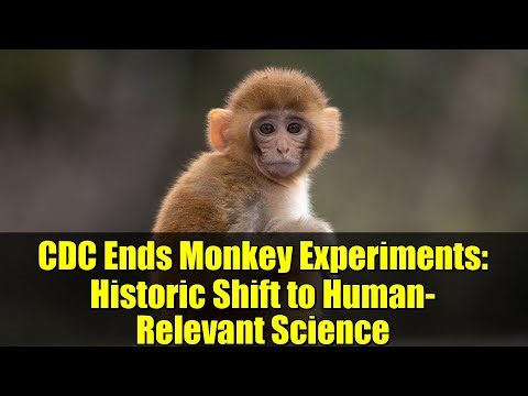 CDC Ends Monkey Experiments: Historic Shift to Human-Relevant Science