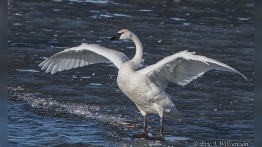 Iowa’s Trumpeter swan population reaches record nesting levels