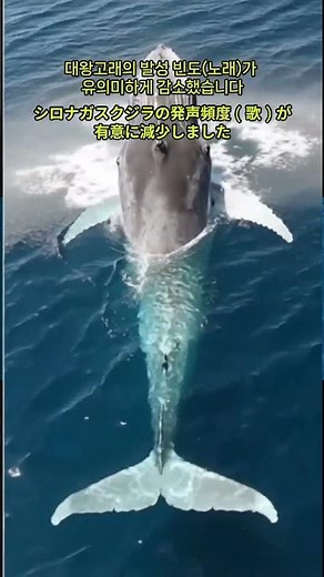 고래가 장거리 보이스콜로 먹이 정보를 전달한다고?(クジラが長距離ボイスコールで餌の情報を伝えるって？)#대왕고래 #고래고기 #고래이야기 #고래박사 #혹등고래 #그린피스 #우영우