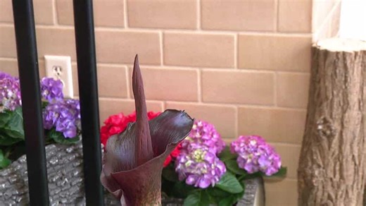 Lauritzen Gardens says voodoo lily is in full bloom, offering an interesting display for the holiday