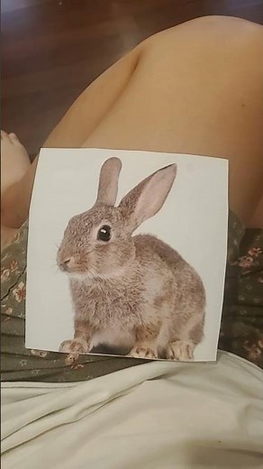 Baby Einstein Neighborhood Animals Rabbit