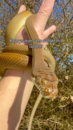 The Most Golden Snake on the Planet