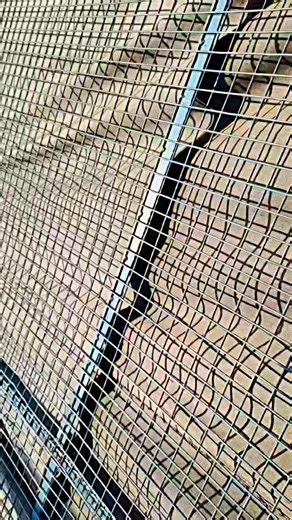 Sharukh Khan on Instagram: "Ye pyar pyar pyar pyar ❣️♥️♥️❤️😚💕#song #love"