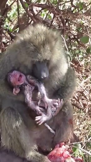 36K views · 364 reactions | Congrats! Baboon Mom Delivers a Healthy and Lovely Baby | Monkey history 2024 | Facebook