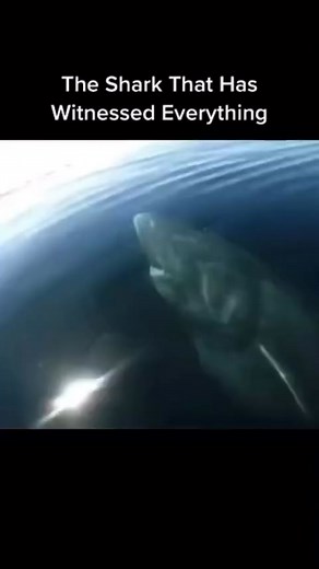 19K views · 190 reactions | Greenland Shark.Most oldest shark in the world #greenlandshark #underwaterworld #Respect #GreatWhiteSharks #helping #helpshark #shark #sealife #SharkWeek #sharks #SharkAttack #baskingshark #basking #scubadiving #scubalife #scuba | Mempa Aje | Facebook