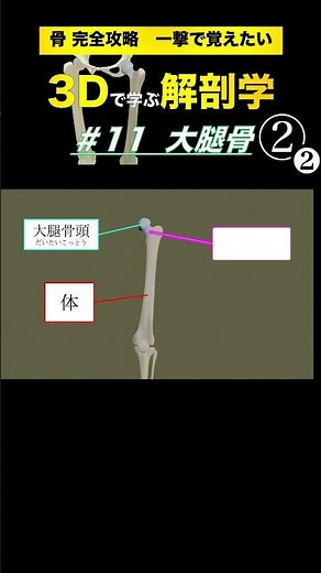 大腿骨の「頭・頸・体」はどこ？【3Dで学ぶ解剖学】大腿骨の特徴を立体的に学んで臨床や運動指導で活かそう👍 #大腿骨 #大腿骨頸部骨折 #大腿四頭筋