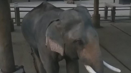 Constipated elephant has 50lbs on dung pulled from bottom