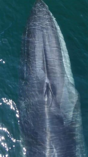 277 reactions · 42 shares | A big blow from the fin whale! The second largest animal on the planet the fin whale is not only sleek but beautiful swimming up to 23 mph冀  @empty_drone #cetaceans #whales #finwhale #dronevideography #whalewatching #southerncalifornia #californiadreaming | Champions for Cetaceans | Facebook