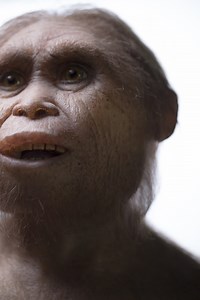 How Ancient Human-Like "Hobbits" Got So Small