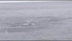 YOUR VIDEO: People were able to fish for cod on the beach in Freshwater, Carbonear