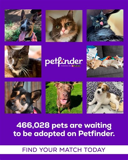 Petfinder on Instagram: "Your new best friend is just a click away! Browse adoptable pets from Petfinder’s largest network of over 14,500 shelters and rescues. https://shorturl.at/4AMNb"