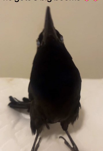 Understanding Grackles: Fun Bird Facts and Videos