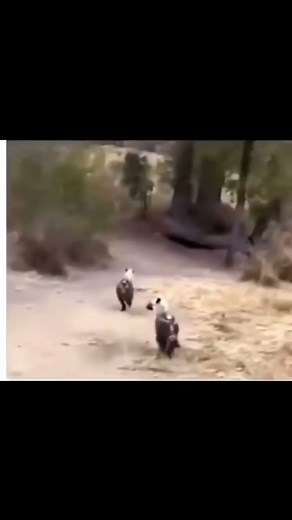 Rhino farts in hyenas face