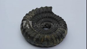 fossil ammonite shell stock Fibonacci footage video clip turning golden ratio number sequence natural background half slice section