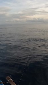 Balo/ needle fish | Swasin explorer