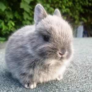 Ano ang kinakain ng Dwarf Rabbits? ▷➡️ Postposm