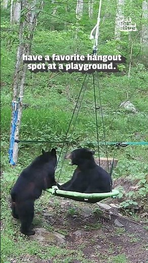 Baby Bears Play On Swing