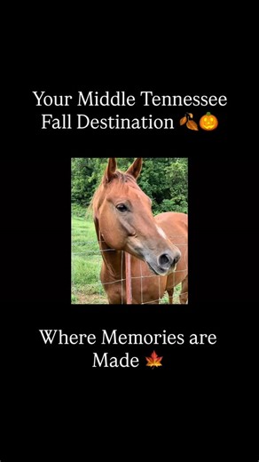 4K views · 459 reactions | Your Middle Tennessee Fall Destination  Discover the best of fall at Wilson Family Farm—pumpkin patch, hayrides, a 9-acre corn maze, and farm-fresh goodies. Located in College Grove, just minutes from Nashville, Franklin, and Spring Hill. Plan your visit and experience farm fun for all ages.  Buy tickets now  thewilsonfamilyfarm.com | The Wilson Family Farm | Facebook