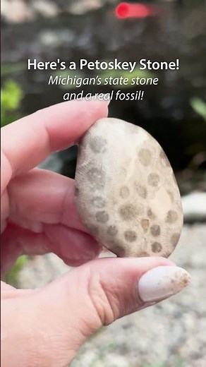 Only Nature Does It Better | National Fossil Day