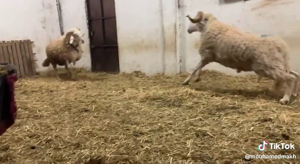 #قسنطينة_25 #الشاوية_خنشلة_باتنة_ام_البواقي_تبسة #الشعب_الصيني_ماله_حل😂😂 #تاملوكة_ڨالمة #الشاوية