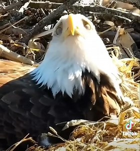 Have you ever seen an eagle look right towards the camera? | explore.org